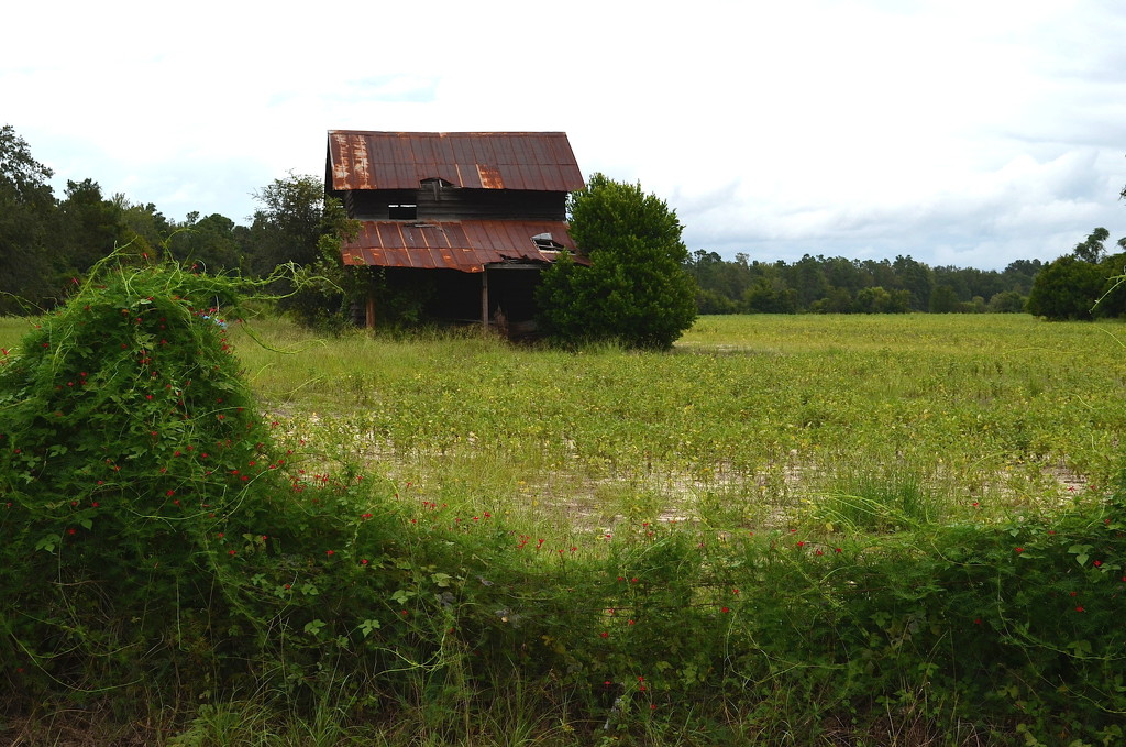 Old barn and wildflowers along a fence, Dorchester County, South Carolina by congaree