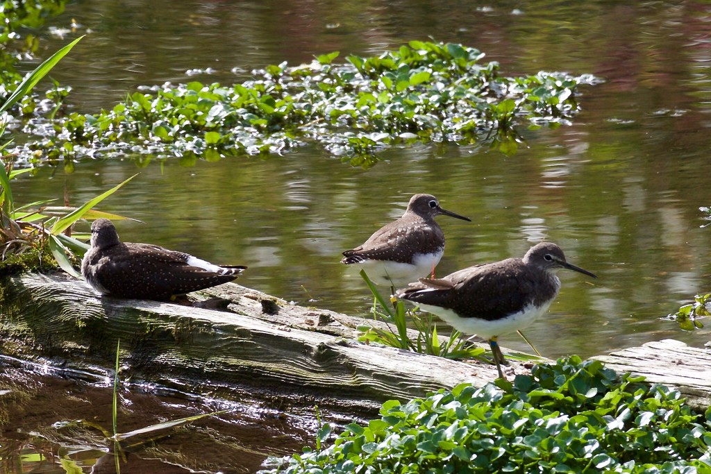 Trio of Green Sandpipers by padlock
