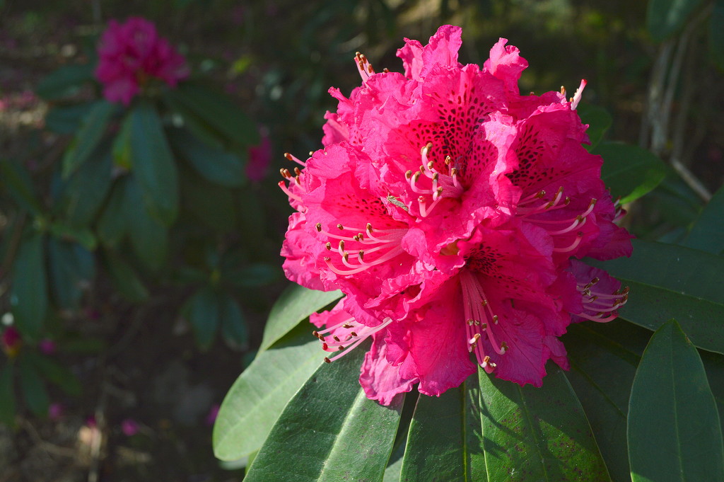Rhododendron by nickspicsnz