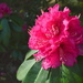 Rhododendron by nickspicsnz