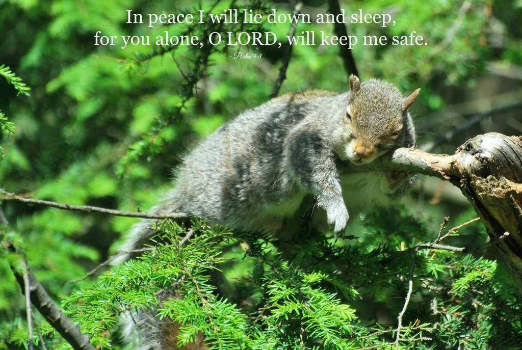 Peace For My Pairings Album by janetb