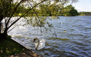 12th Sep 2015 - Swan on lake