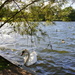Swan on lake by boxplayer