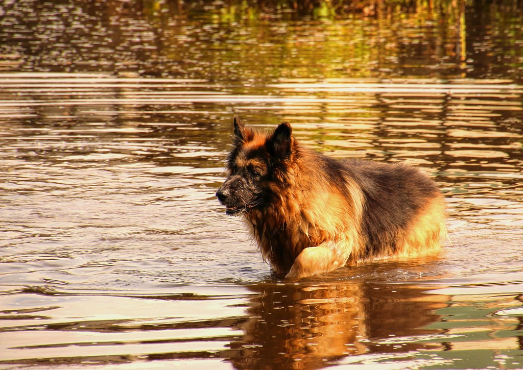 On Golden Pond.... by shepherdmanswife