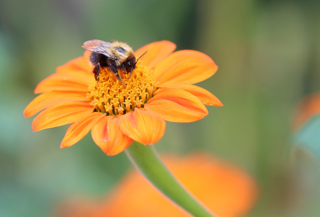 Busy bee by judithg
