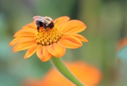 16th Sep 2015 - Busy bee