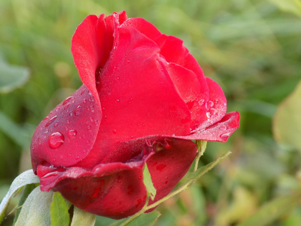 Red rose bud by flowerfairyann