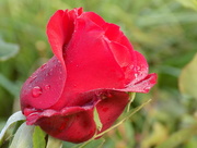 16th Sep 2015 - Red rose bud