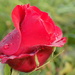 Red rose bud by flowerfairyann