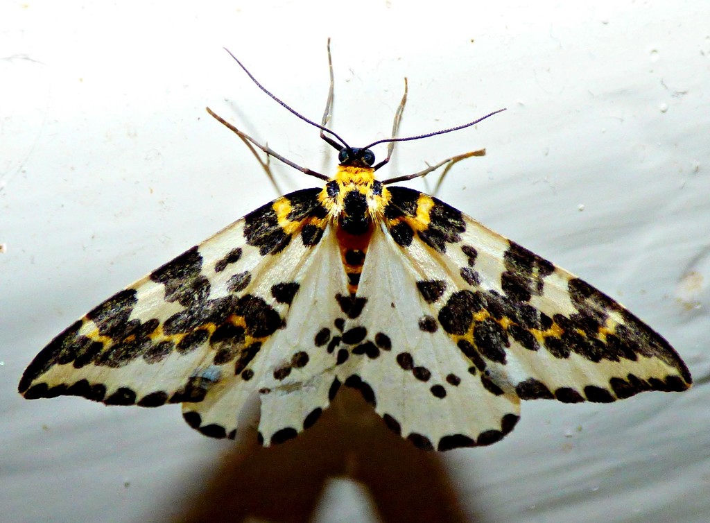 Magpie Moth (Abraxas grossulariata) by julienne1