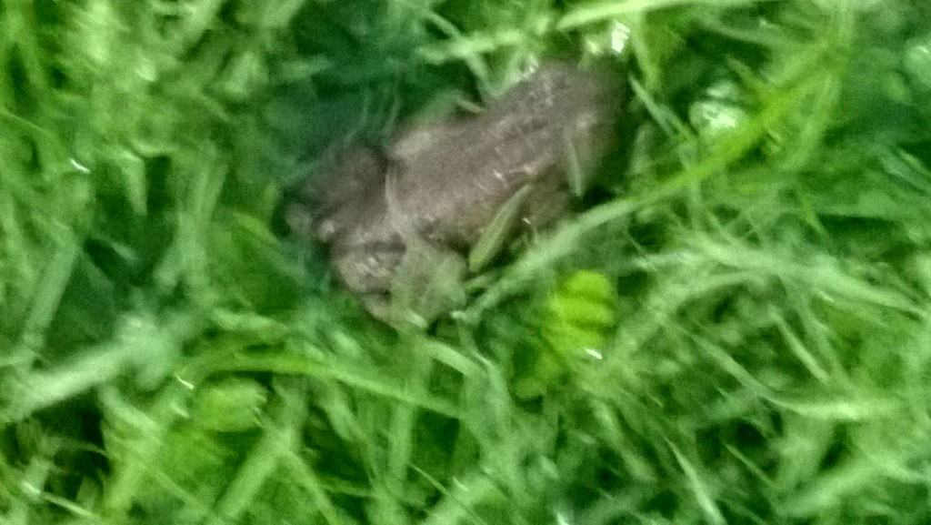 Toad found on walk in rain by cataylor41