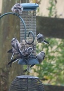 16th Aug 2015 -  Long Tailed Tits