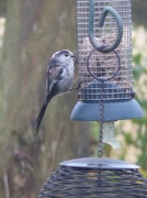 17th Aug 2015 - The Last Long Tailed Tit