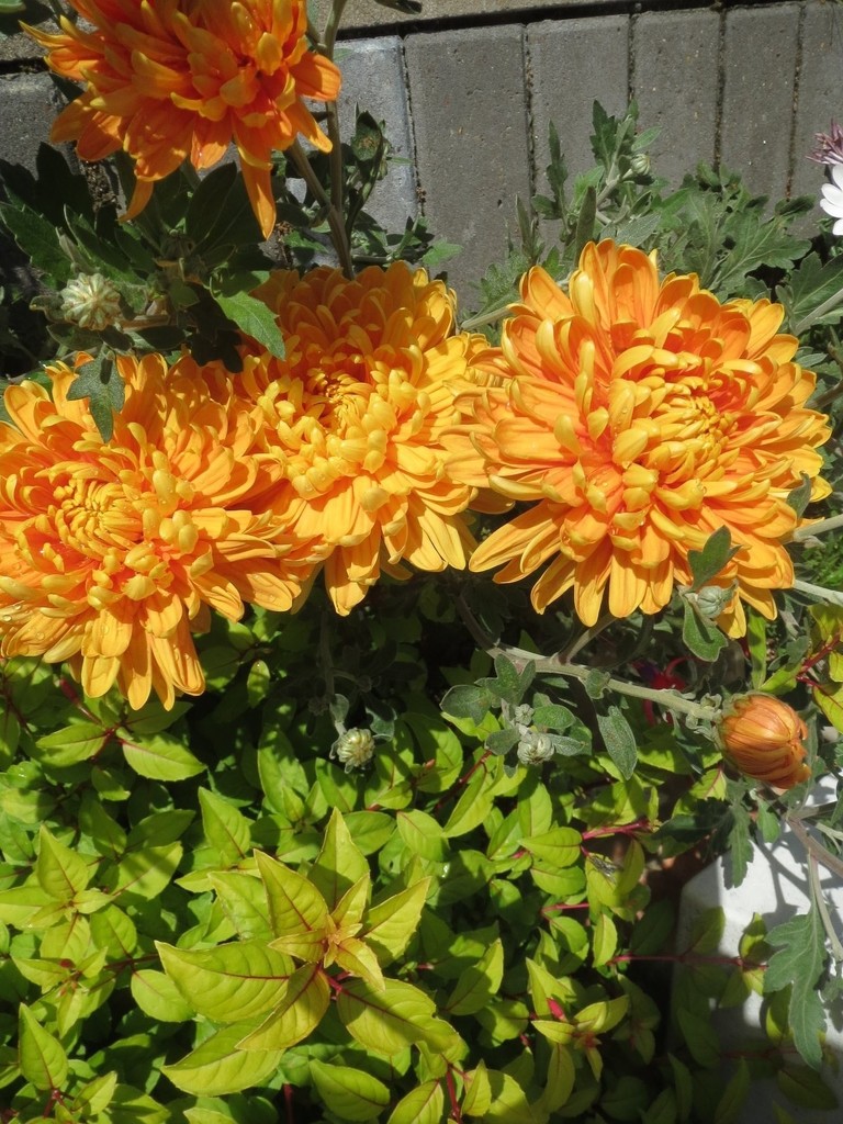 Chrysanthemums from an odd Angle by foxes37