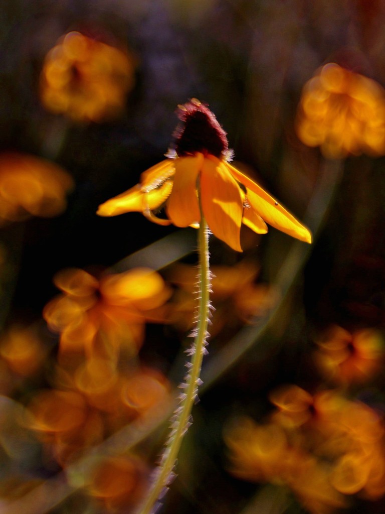 Lensbaby Wildflowers by lynnz