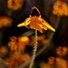 Lensbaby Wildflowers by lynnz