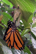 16th Sep 2015 - New Monarch Number 3