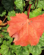 16th Sep 2015 - Change of the Leaf