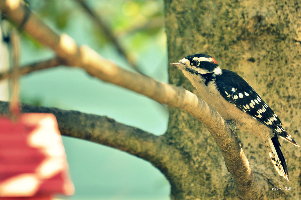 The Little Whinny Woodpecker by mhei