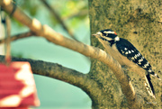 16th Sep 2015 - The Little Whinny Woodpecker