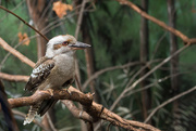 16th Sep 2015 - kookaburra