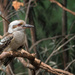 kookaburra by rminer