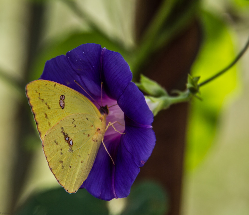 Sulphur Butterfly by randystreat