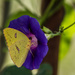 Sulphur Butterfly by randystreat