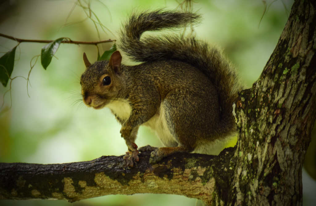 Another Squirrel but with Correct Tail Curvature by rickster549