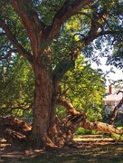 16th Sep 2015 - Old Osage Orange Tree