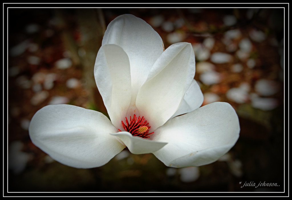 White Magnolia ... by julzmaioro
