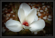 17th Sep 2015 - White Magnolia ...