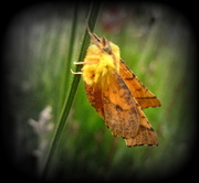 17th Sep 2015 - Canary shouldered thorn