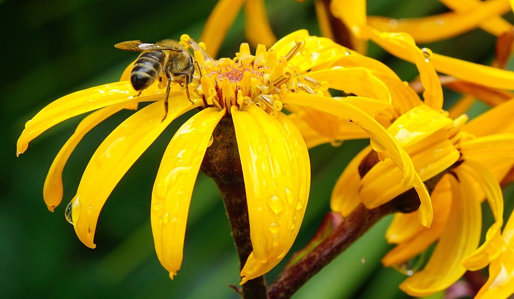 bee on sunny yellow by quietpurplehaze