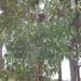 tree tops by koalagardens