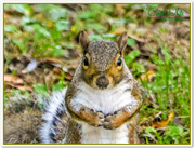 17th Sep 2015 - "Do You Know Where I've Hidden My Nuts?"