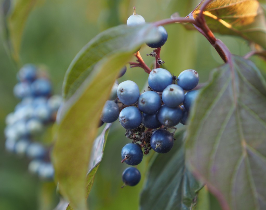 Berries that are Blue by selkie