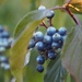 Berries that are Blue by selkie