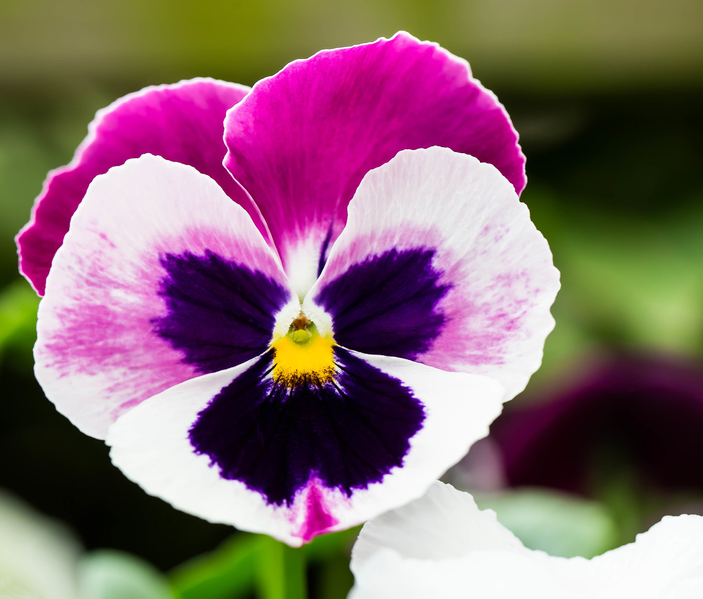 17th September 2015     - Pansy Face by pamknowler
