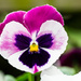 17th September 2015     - Pansy Face by pamknowler