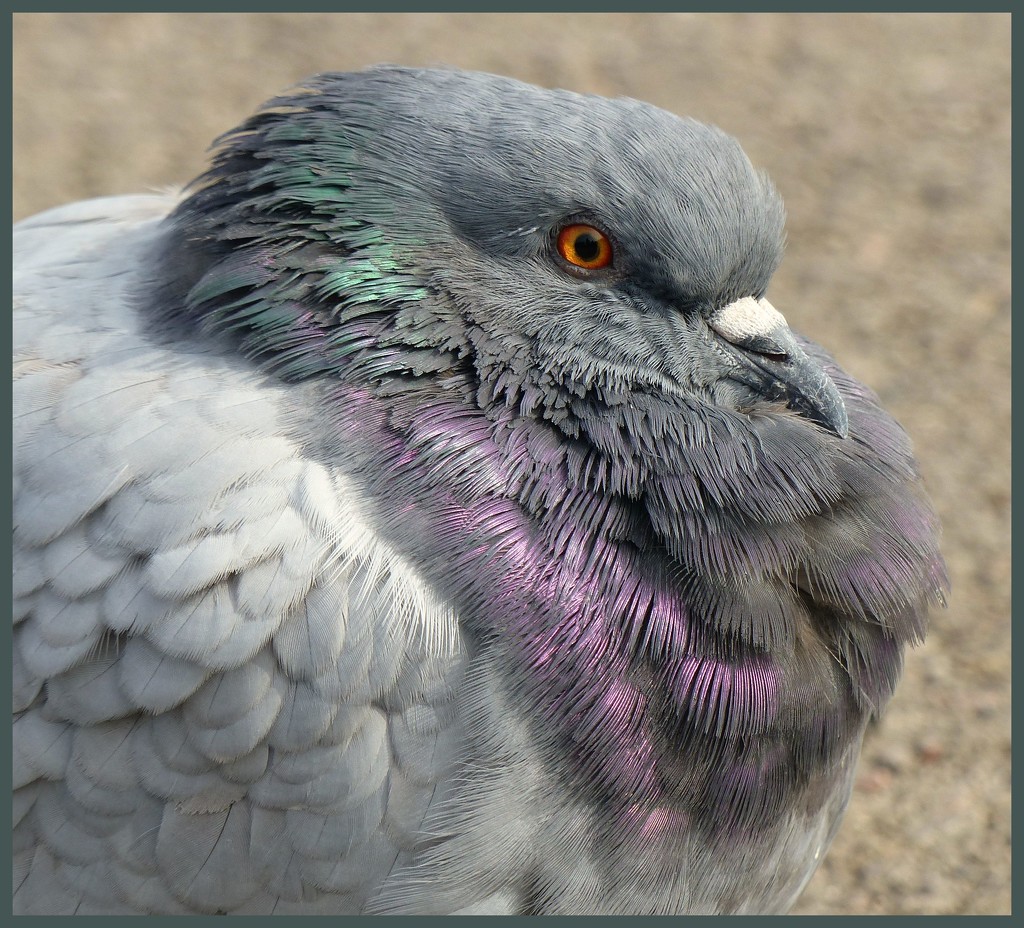 Puffed up Pigeon. by jokristina