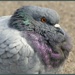 Puffed up Pigeon. by jokristina