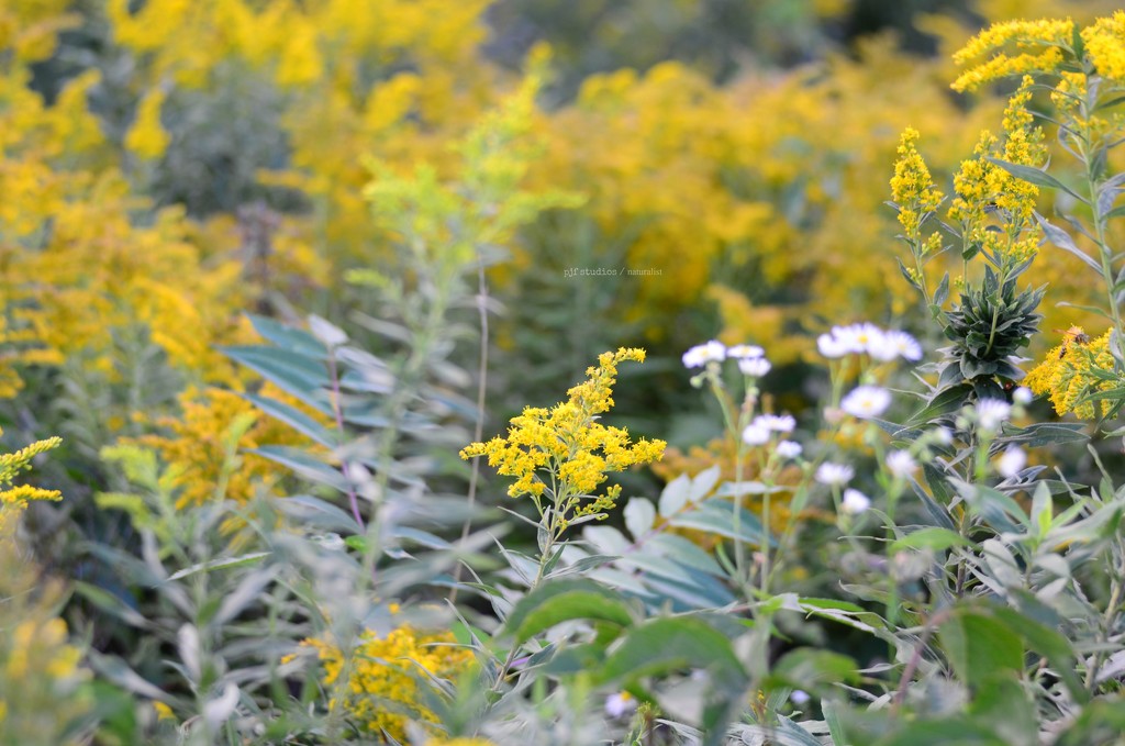 goldenrod... by earthbeone