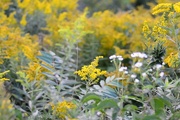 14th Sep 2015 - goldenrod...