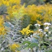 goldenrod... by earthbeone