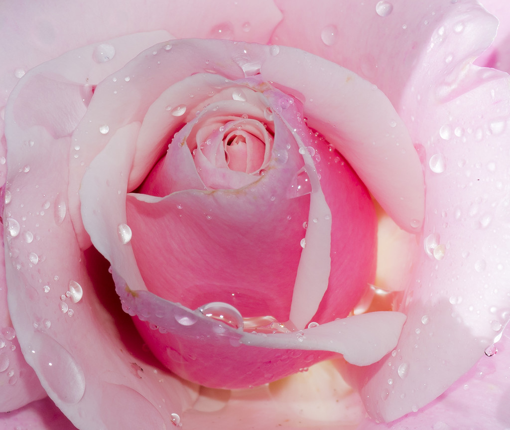 Rose with Droplets by jgpittenger