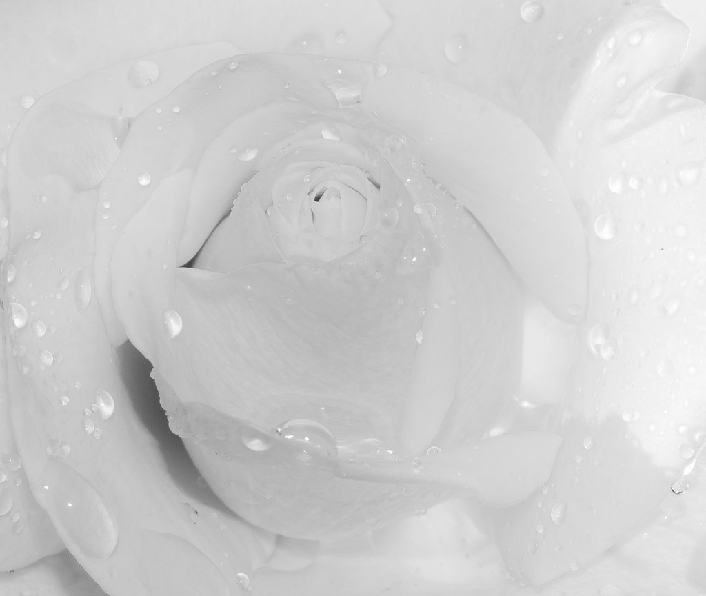 Rose with Droplets high key b and w  by jgpittenger