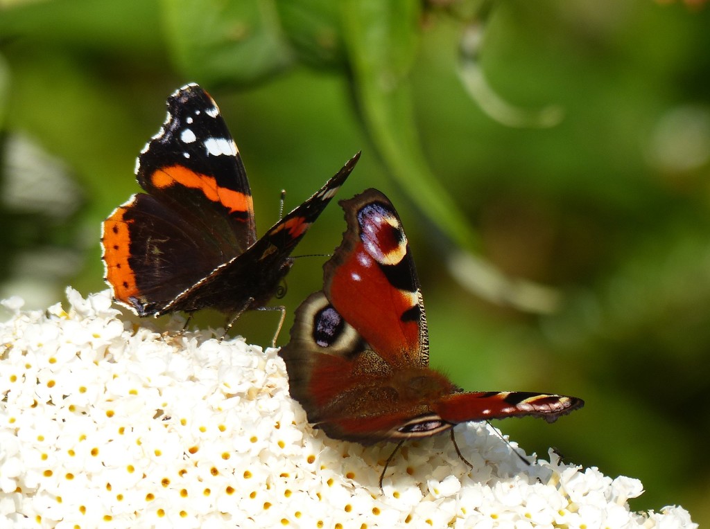  Red Admiral and Peacock on White Buddleia by susiemc