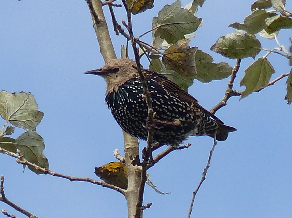 Juvenile Starling by susiemc