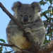 it's a wrap up! by koalagardens